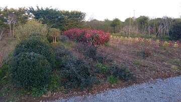 Vente d'arbustes & Plantes de haies à Grandchamp-des-Fontaines