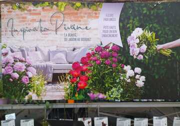 Collection de Pivoines