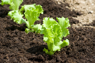 Vente de plants de légumes près d'Orvault