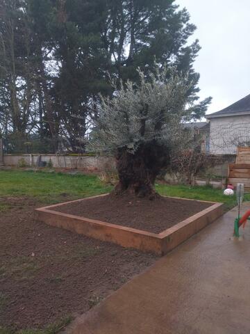 Vente d'arbres méditerranéens & exotiques à Grandchamp-des-Fontaines