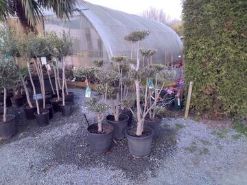 Vente d'arbres méditerranéens & exotiques à Grandchamp-des-Fontaines