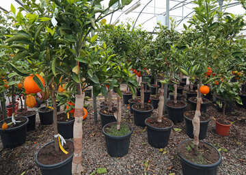 Vente d'arbres fruitiers et petits fruitiers près d'Orvault