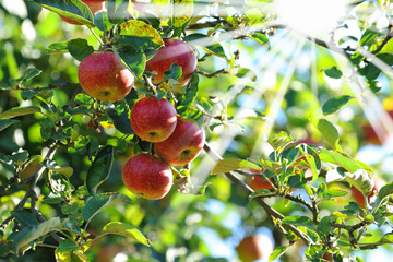 Laissez votre jardin vous apporter des fruits avec l'achat d'un pommier 