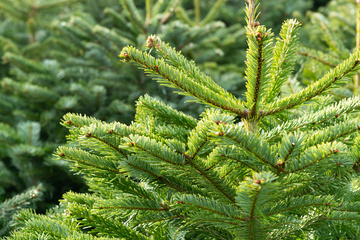 À La Caverne Aux Plantes, nous proposons la location de sapin de Noël ! 